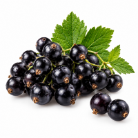 Blackcurrant (Чорна смородина) Blackcurrant (Чорна смородина)
