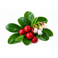Wintergreen (Ягода - Зимова прохолода) Wintergreen (Ягода - Зимова прохолода)