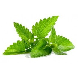 Spearmint (Мята) Spearmint (Мята)