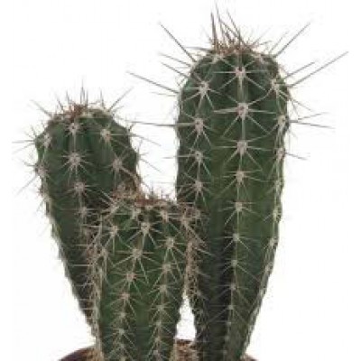 Тонизирующий ароматизатор 